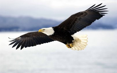 american-eagle-flying-wallpaper-3.jpg